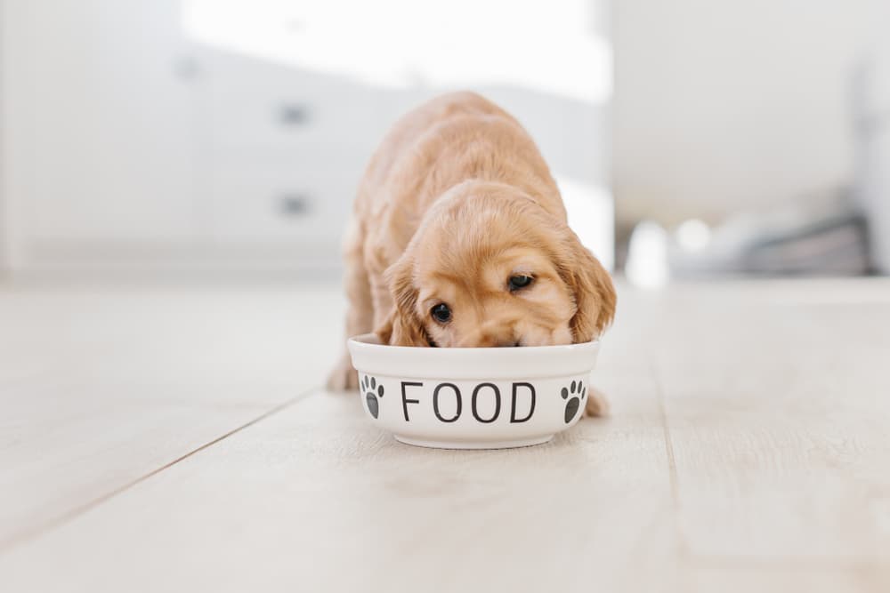 Dog eating food from a bowl in the kichen