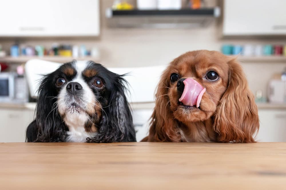 Two dogs behind table waiting for food