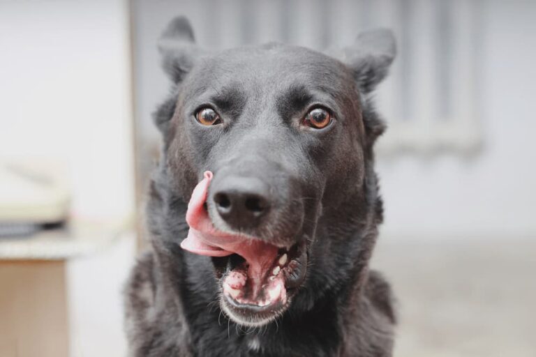 Dog licking lips