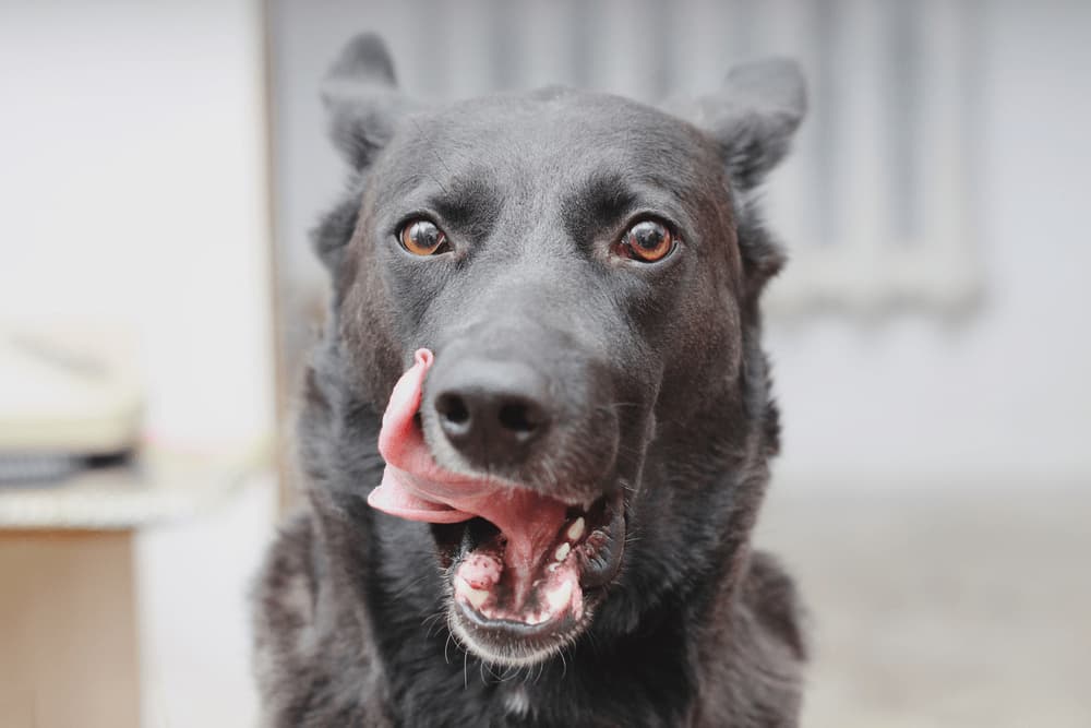 High-Protein Dog Food: 7 Best Formulas to Try High-Protein Dog Food: 7 Best Formulas to Try