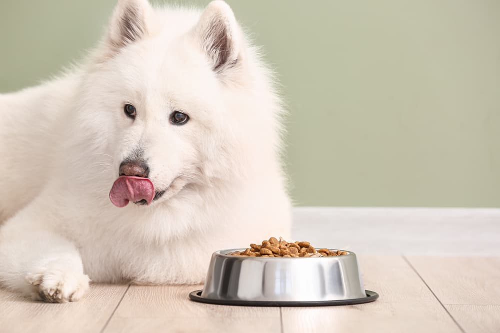 Samoyed dog laying on the ground next to a bowl of dog food