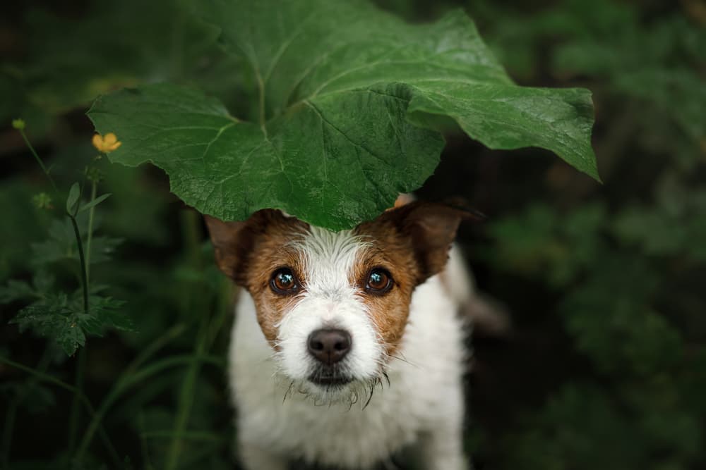 How to Find a Lost Dog: 8 Important Tips How to Find a Lost Dog: 8 Important Tips