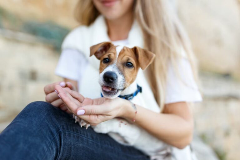 Dog eating a vitamin from its owner