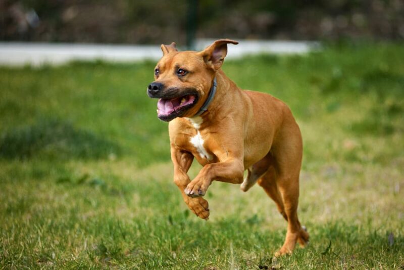 10 Most Active Dog Breeds Great Pet Care
