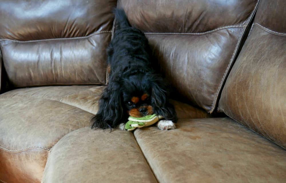 durable-plush-dog-toy-runner-up