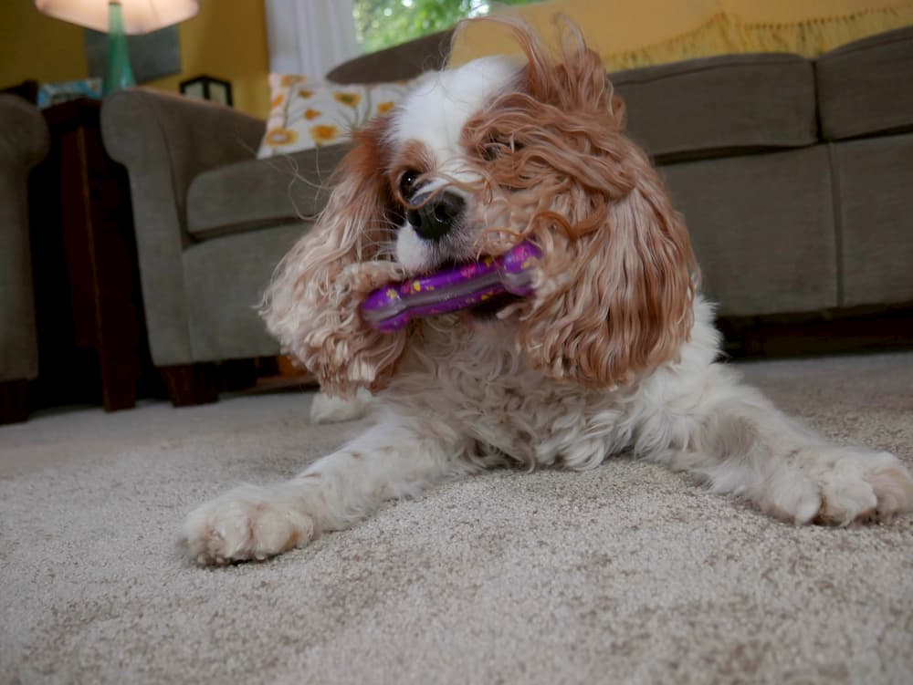 Dog playing with KONG Squeezz