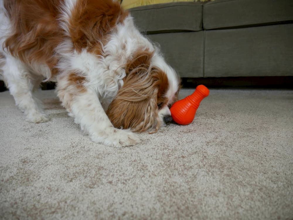durable-dog-toy-overall-winner
