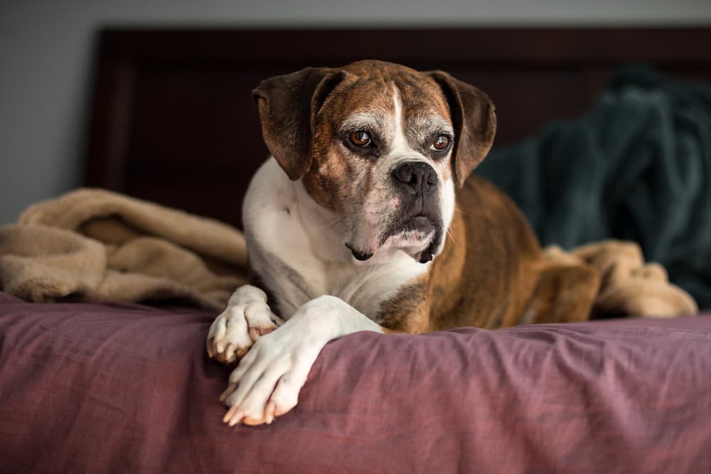 What is Canine Cognitive Dysfunction or Cognitive Dysfunction Syndrome? What is Canine Cognitive Dysfunction or Cognitive Dysfunction Syndrome?