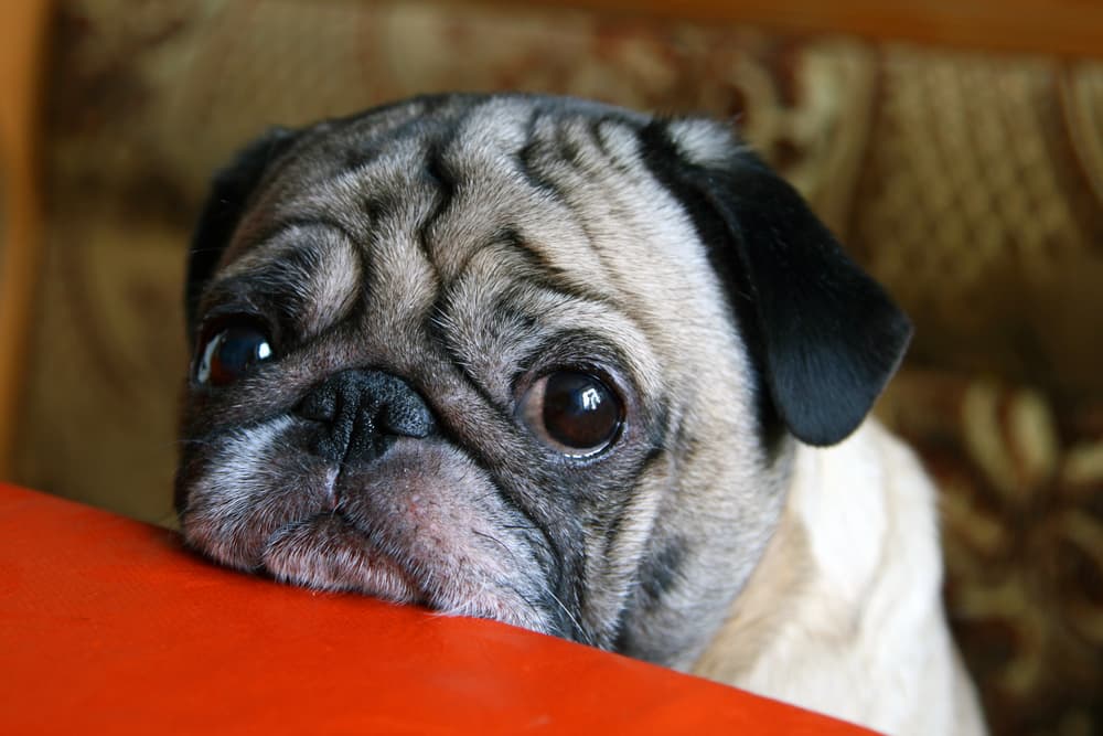 When Pain Causes Anxiety: 4 Common Symptoms When Pain Causes Anxiety: 4 Common Symptoms