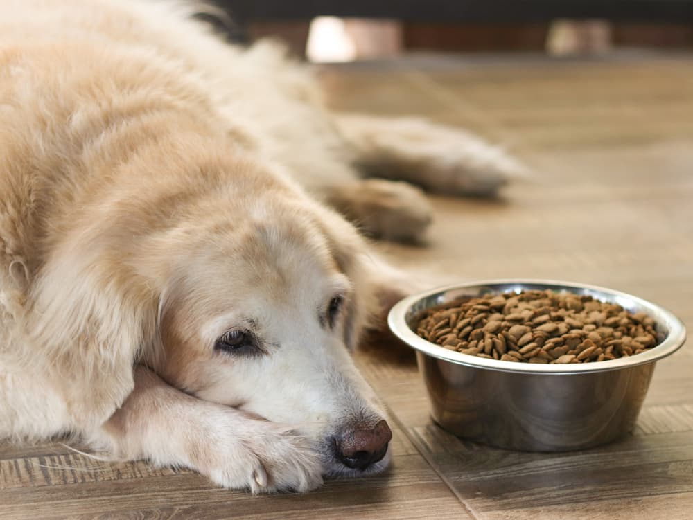10 Hidden Signs Your Dog Is Stressed Out 10 Hidden Signs Your Dog Is Stressed Out