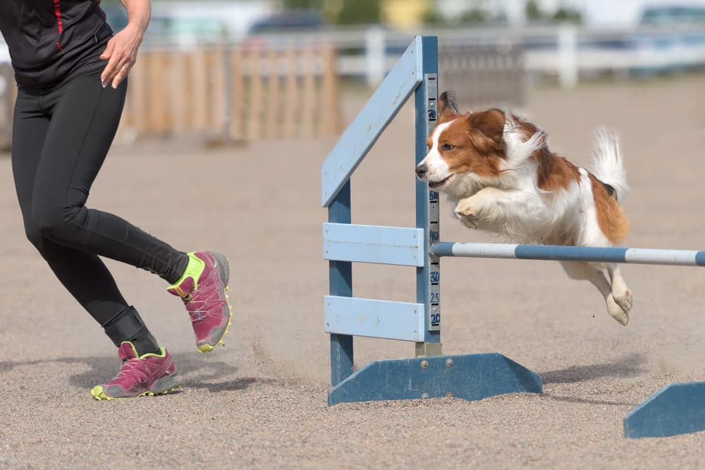 Competition dog