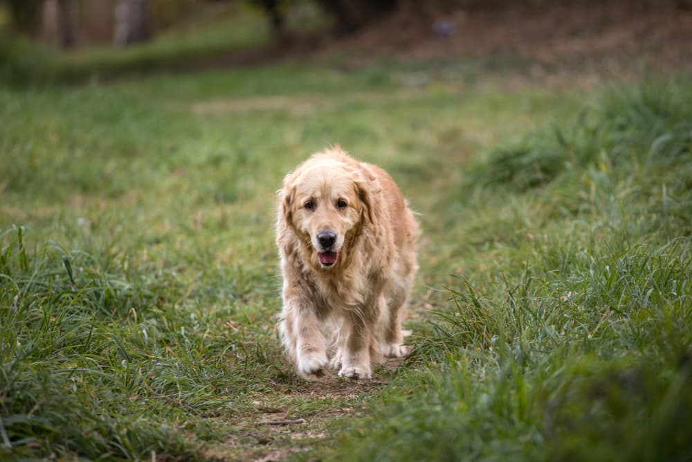 Dog walking outside