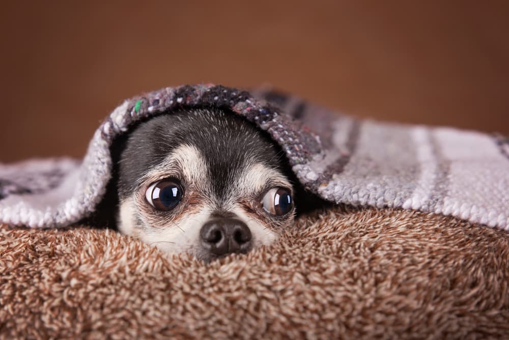 What is Anxiety in Pets? What is Anxiety in Pets?