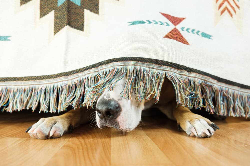 Dog hiding under bed