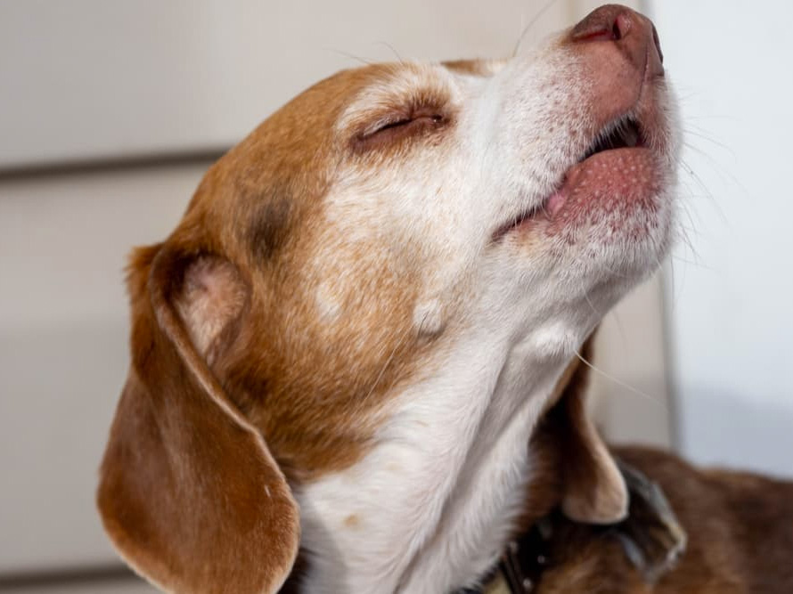 Crying for Help: Why Dogs Bark When You Leave Crying for Help: Why Dogs Bark When You Leave