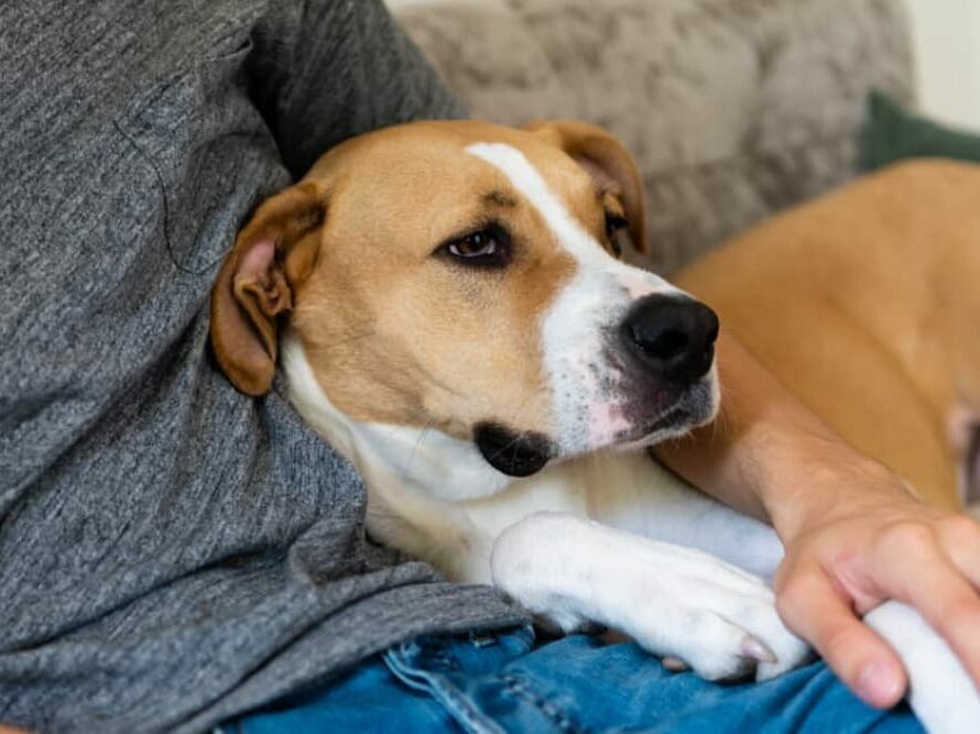 Do Your Anxieties Match Your Dog’s? Do Your Anxieties Match Your Dog’s?