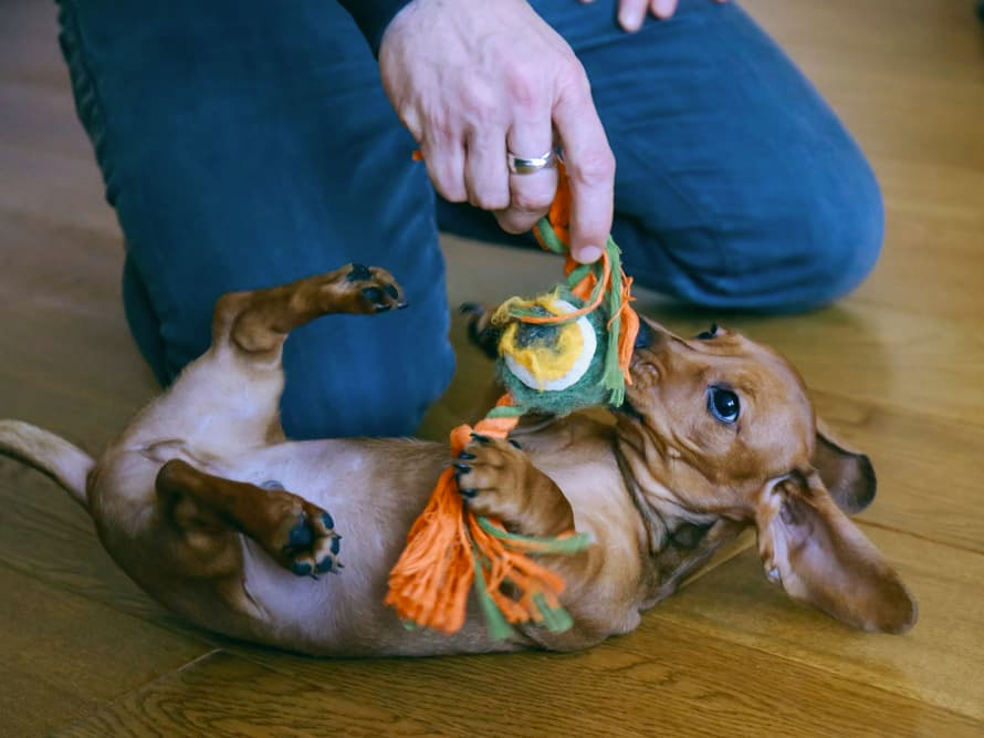 Four Proven Methods to Help Your Dog Fear Bust Four Proven Methods to Help Your Dog Fear Bust