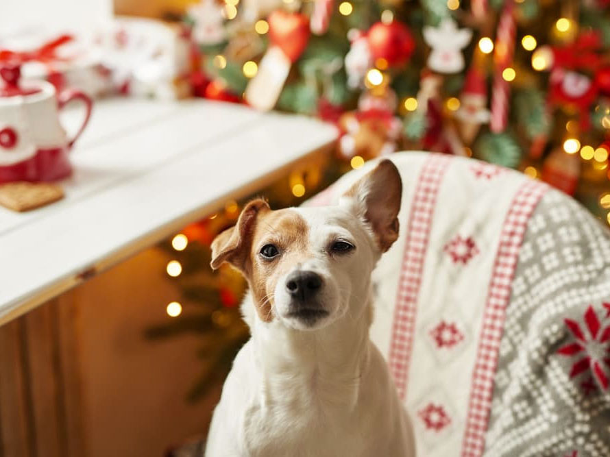 Holiday Tips: Handling Holiday Guests When Your Dog Dislikes Strangers Holiday Tips: Handling Holiday Guests When Your Dog Dislikes Strangers