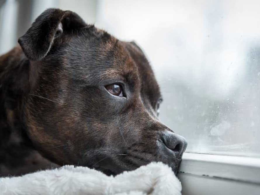 How Bad Can Separation Anxiety Get? How Bad Can Separation Anxiety Get?