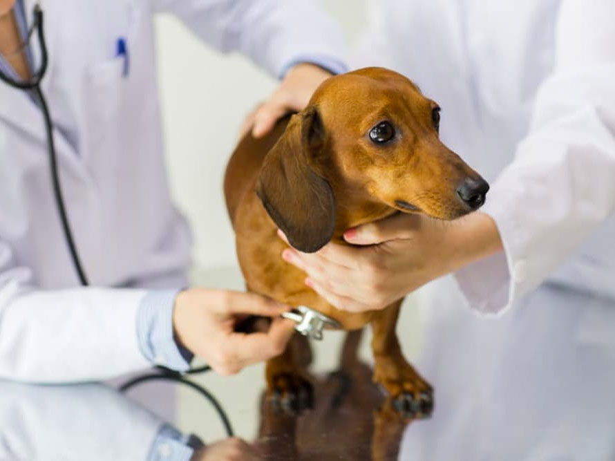 Why Doesn’t My Dog Like the Veterinarian? Why Doesn’t My Dog Like the Veterinarian?