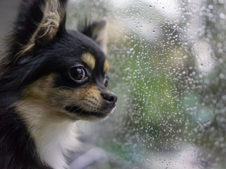 Why Is My Dog Afraid of Thunder? Why Is My Dog Afraid of Thunder?