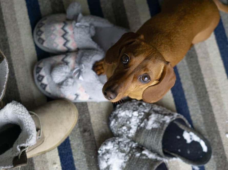 Why is My Dog Pooping In My Shoes? Why is My Dog Pooping In My Shoes?
