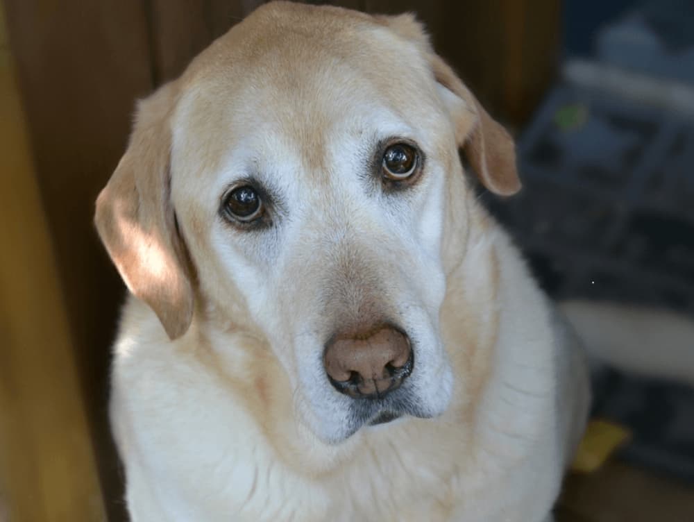 How Can You Tell If Your Dog Is Sad? How Can You Tell If Your Dog Is Sad?