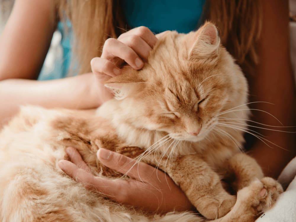 Do Cats Like to Be Alone? Do Cats Like to Be Alone?