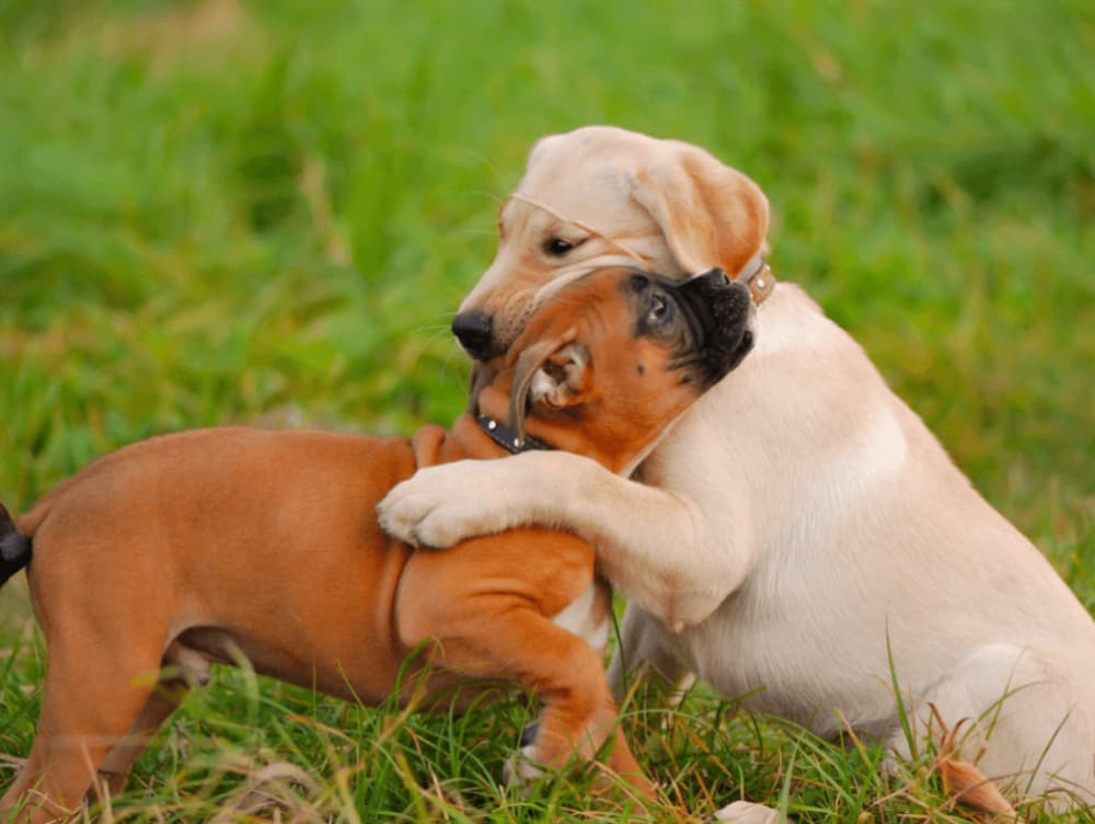 Puppy Socialization 101: Stopping Fear Before It Starts Puppy Socialization 101: Stopping Fear Before It Starts
