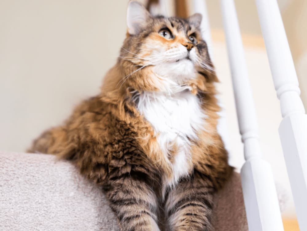 Why Is My Cat Avoiding the Stairs? Why Is My Cat Avoiding the Stairs?