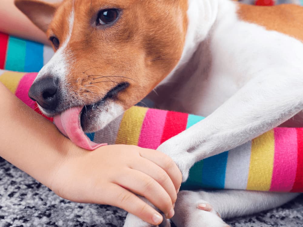 why-does-my-dog-lick-my-other-dogs-private-area-wholepet-health