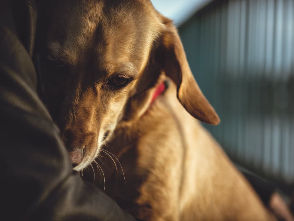 Can Dogs Have Panic Attacks? Can Dogs Have Panic Attacks?