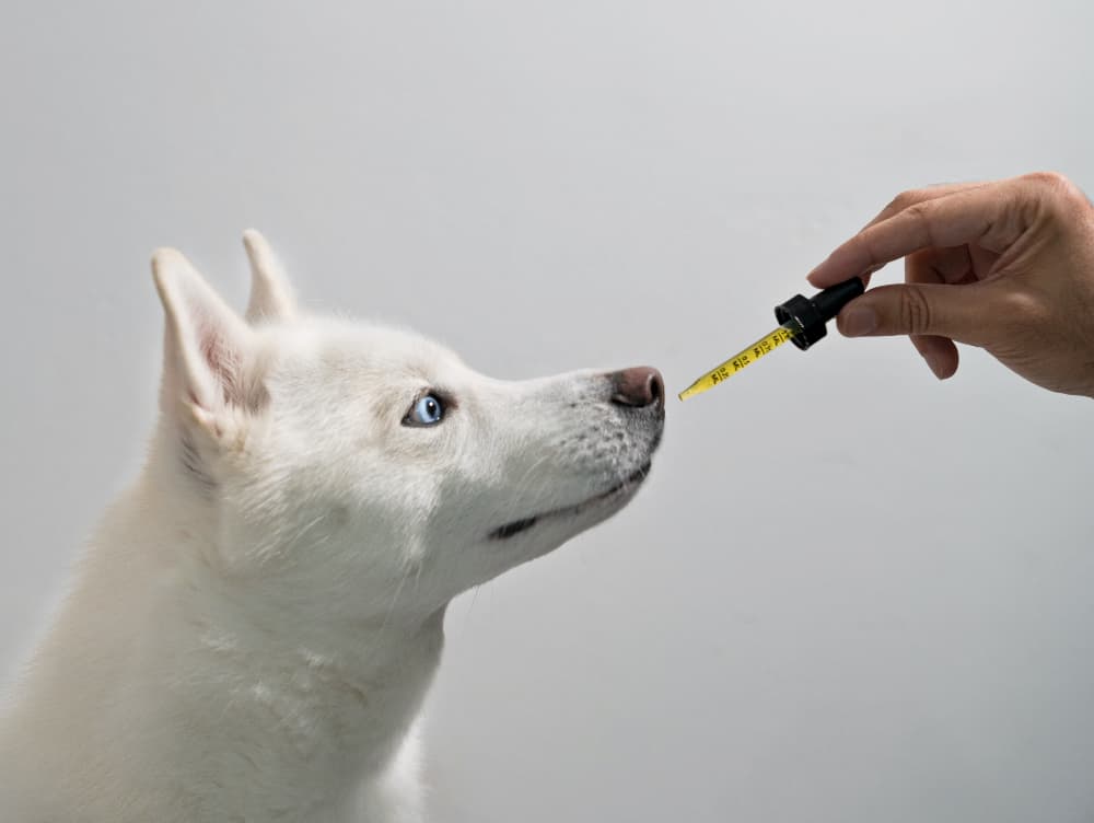 CBD for Pets: Benefits, Uses, and Things to Consider CBD for Pets: Benefits, Uses, and Things to Consider