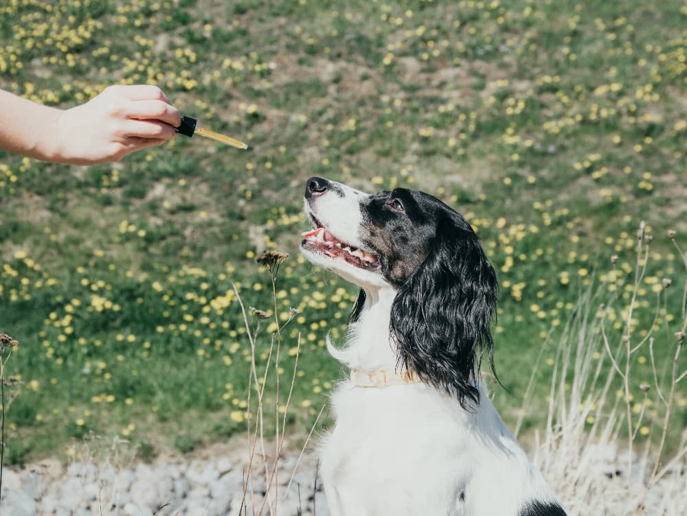 CBD Pet Products: Determining Safety and Quality CBD Pet Products: Determining Safety and Quality