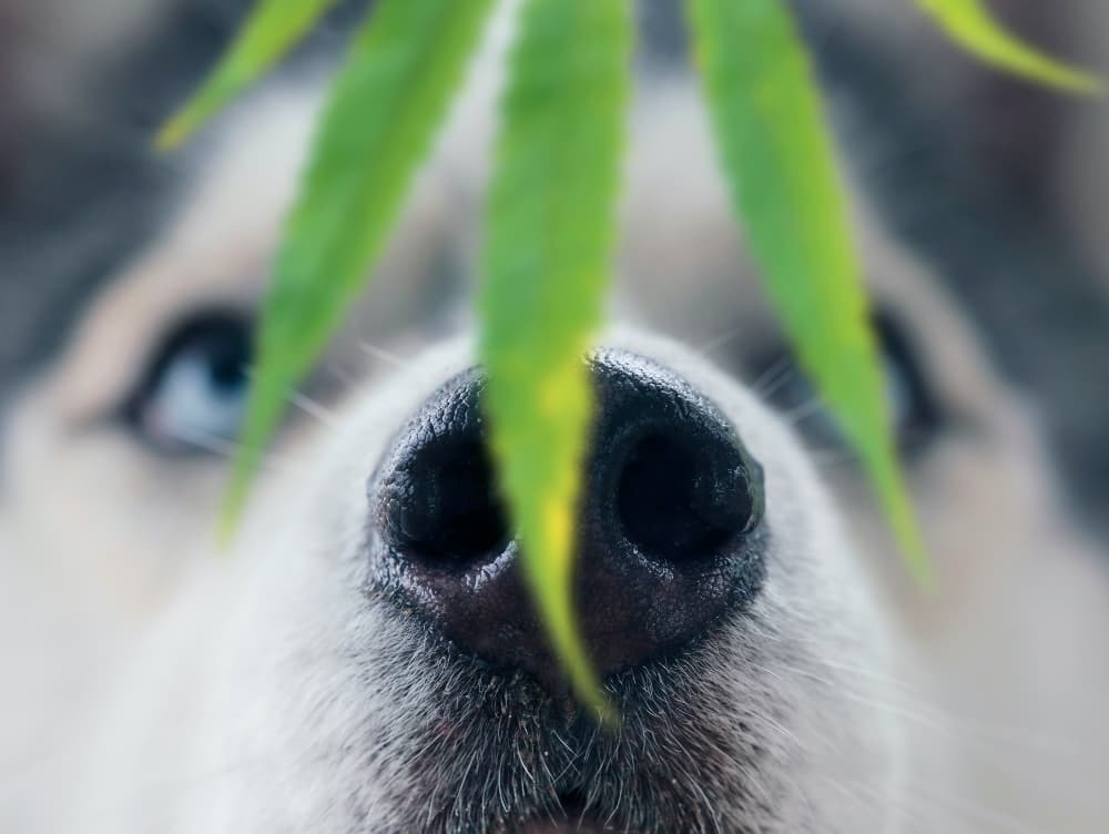 Is Hemp Legal in the U.S. and Canada for Pets? Is Hemp Legal in the U.S. and Canada for Pets?