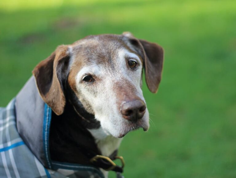 Old Dog Seizures Why They Happen and How to Help The Anxious Pet