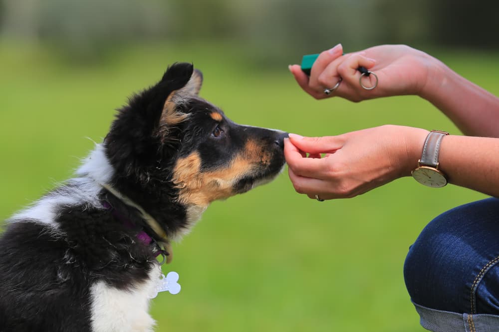 woman training German Shepherd puppy