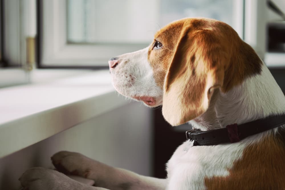 dog staring out window