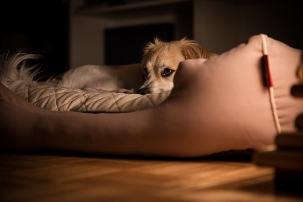 Are Dogs Afraid of the Dark? The Anxious Pet
