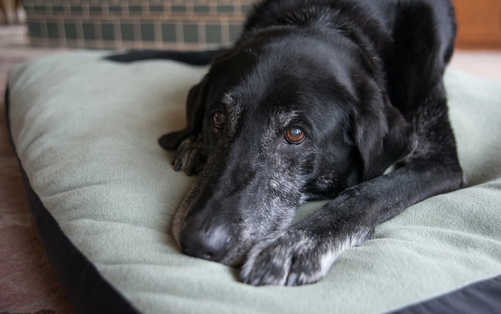 old dog on bed