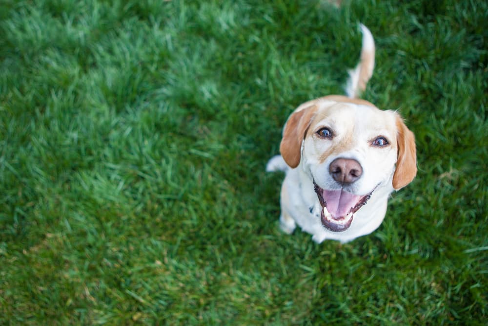 happy dog smiling
