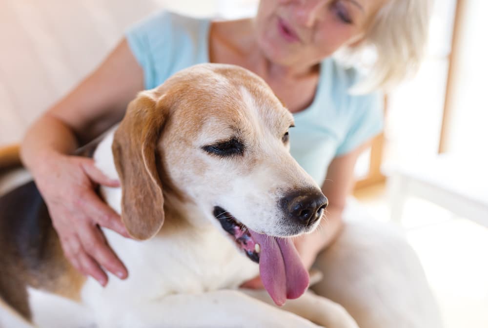 Woman hugging her senior Beagle
