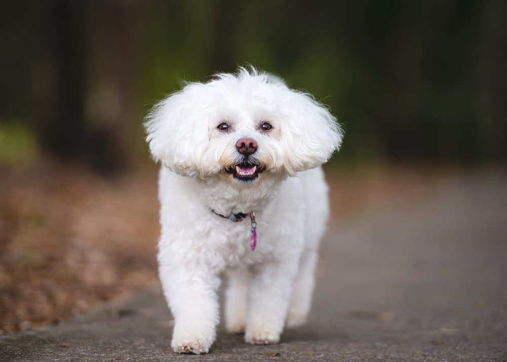 Bichon Frise running outside