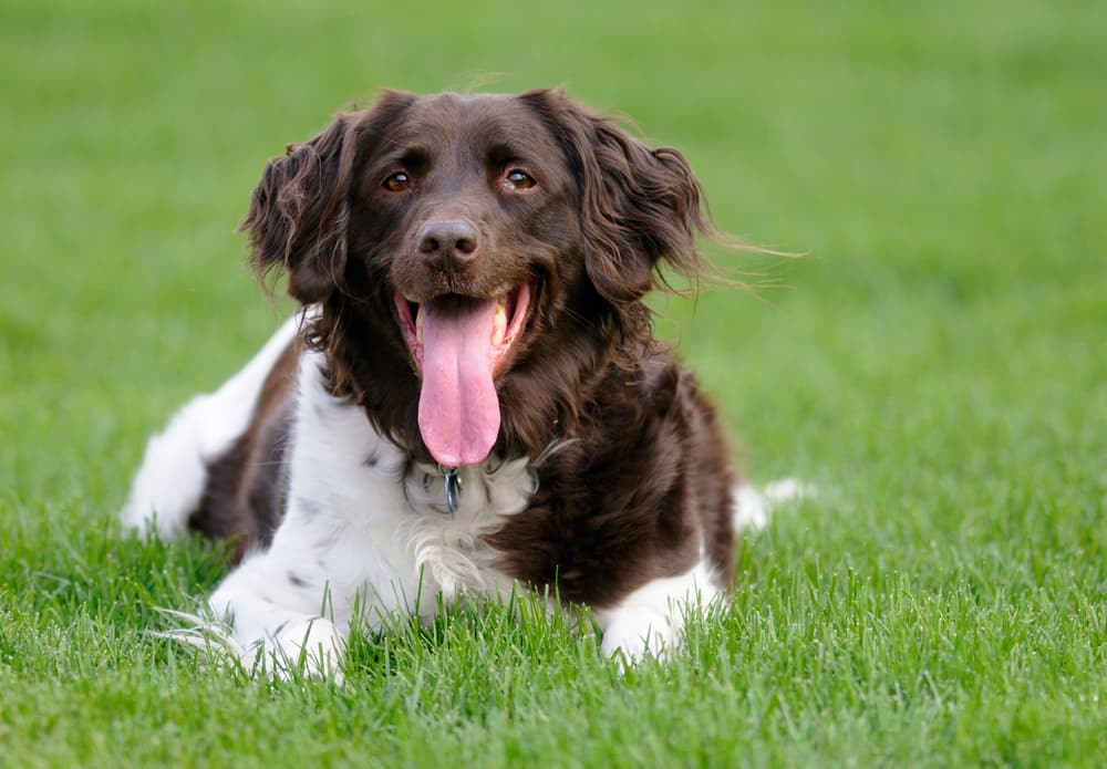 Why is My Dog Panting and Restless? The Anxious Pet