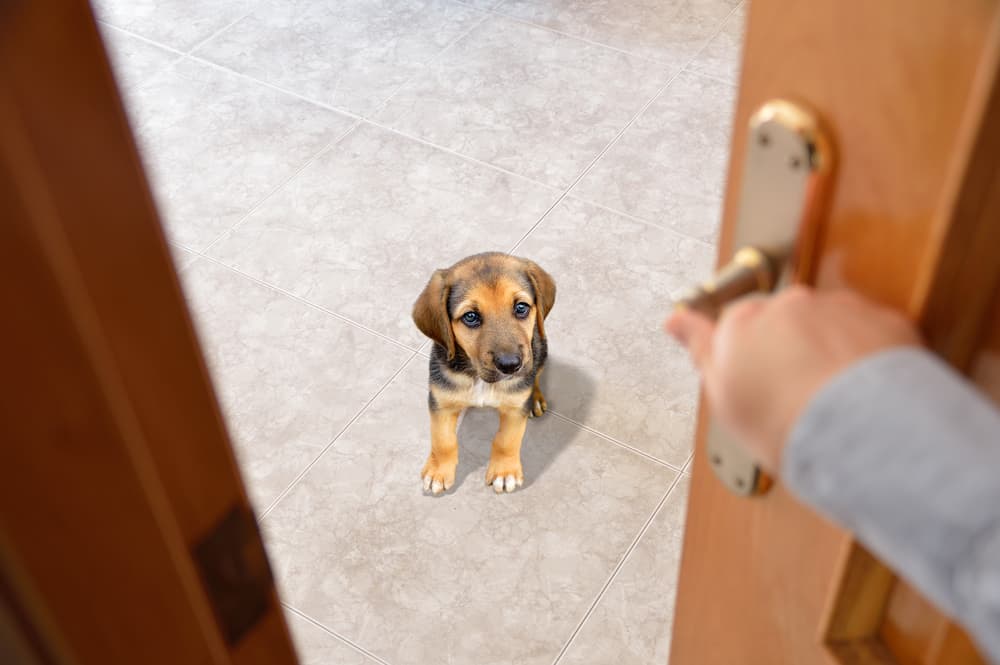 woman coming home to dog