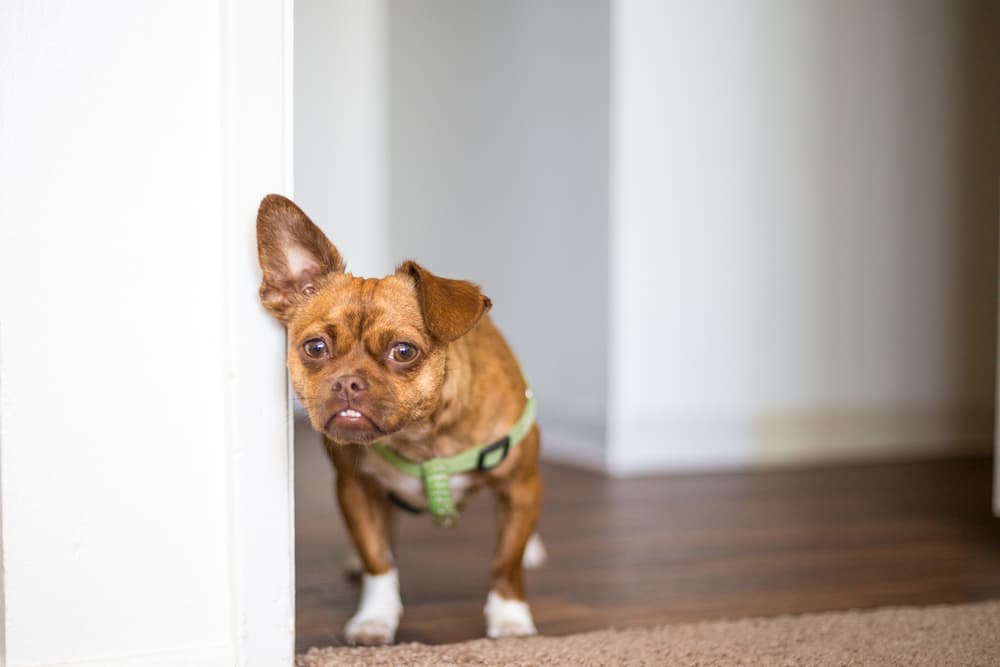 dog getting scared in house