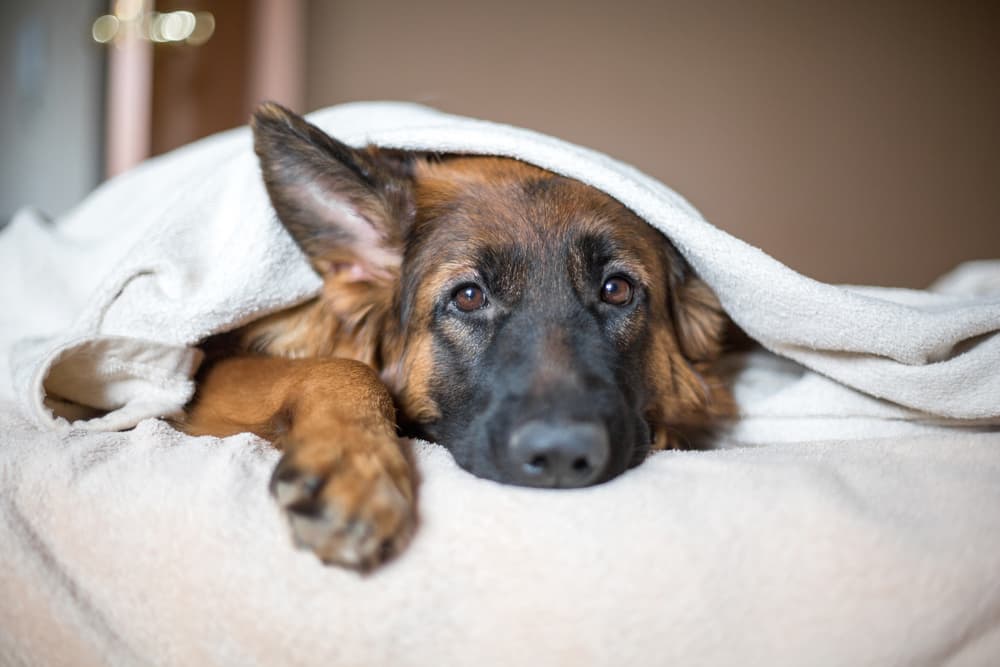 anxious German shepherd