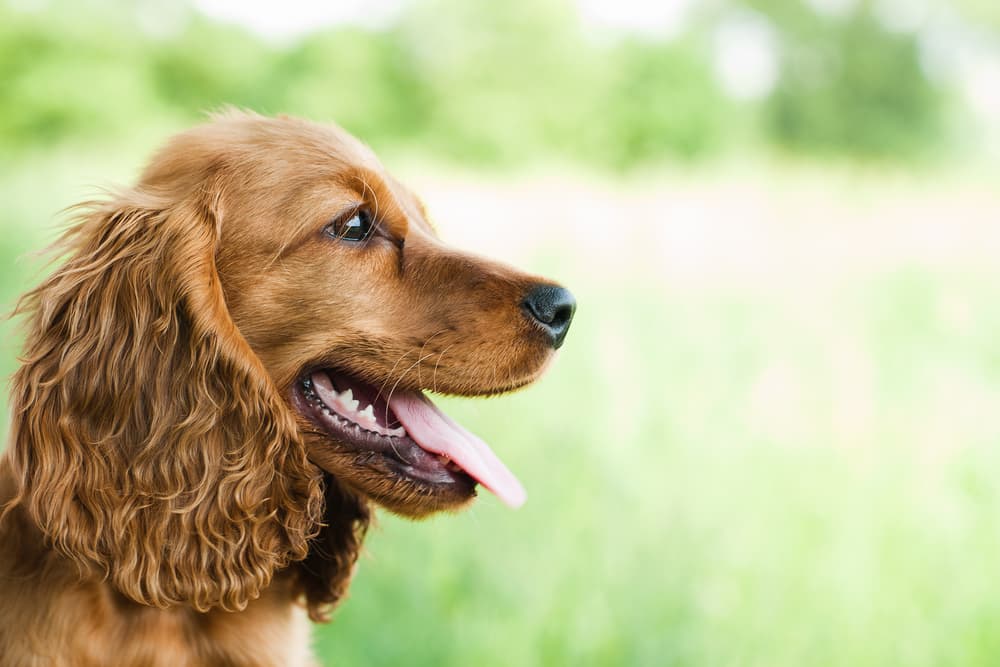Cocker Spaniel outside