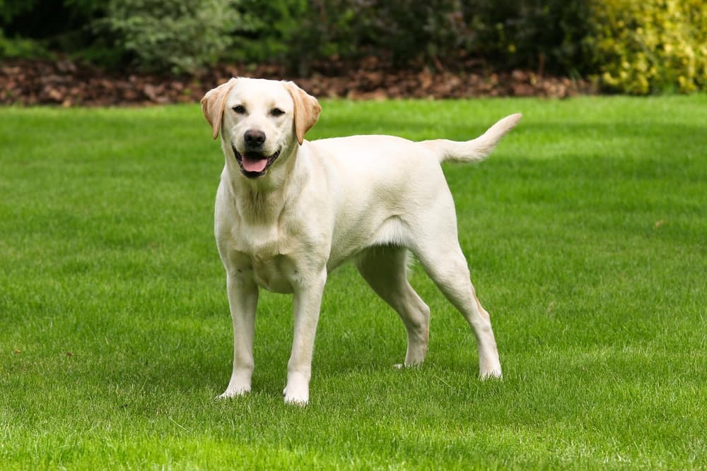 anxious Labrador retriever