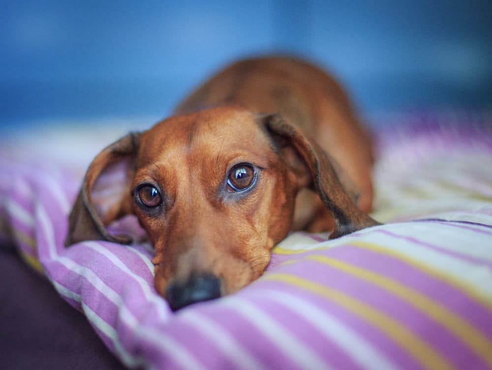6 Causes Of Back Pain In Dogs The Anxious Pet